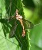 Tipula fascipennis